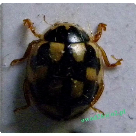 Propylea quatuordecimpunctata (Linnaeus, 1758) Wrzeciążka